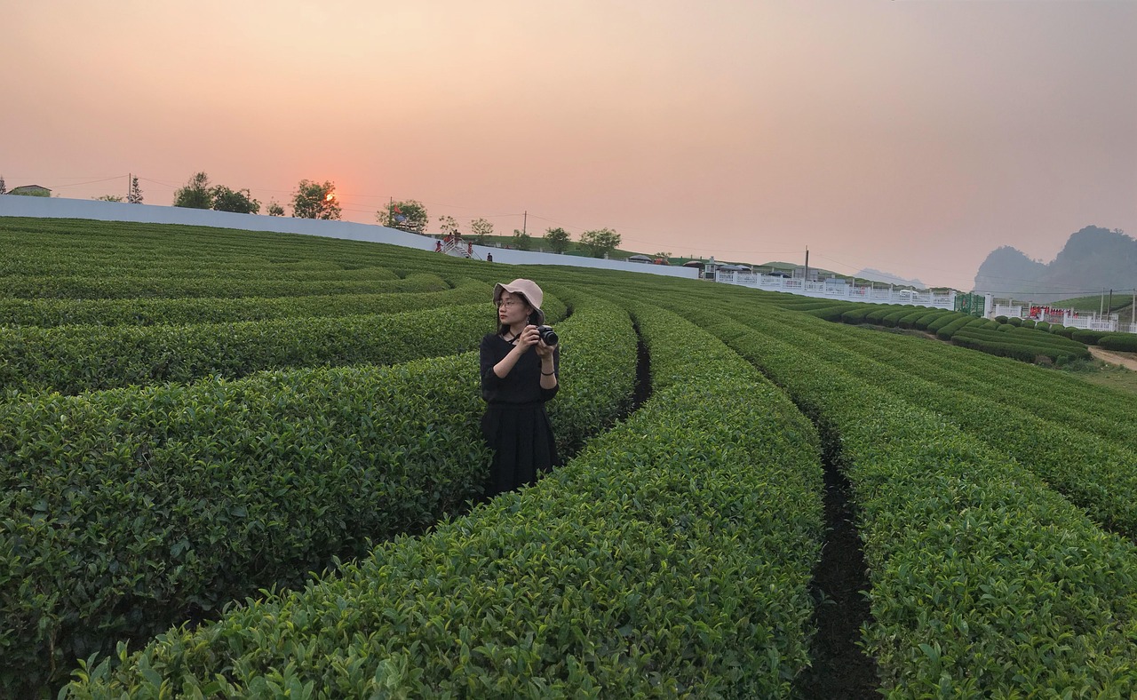 安仁茶叶网络推广